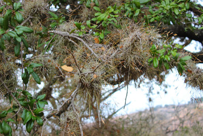活橡树上的小簇球苔(Tillandsia recurvata)
