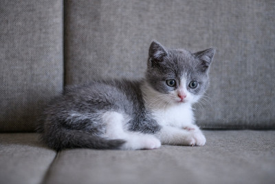 可爱小猫，室内射击