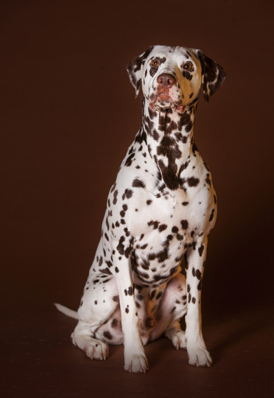 达尔马提亚犬
