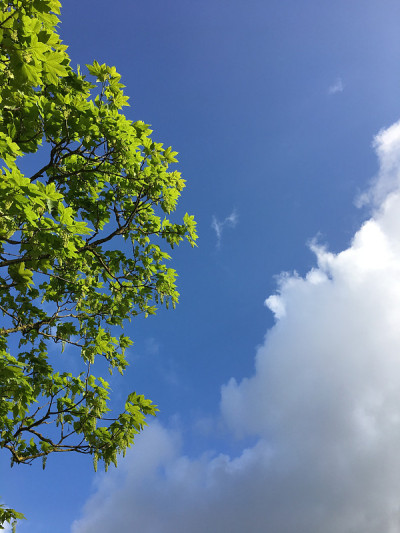 2018年5月，小梧桐树开花