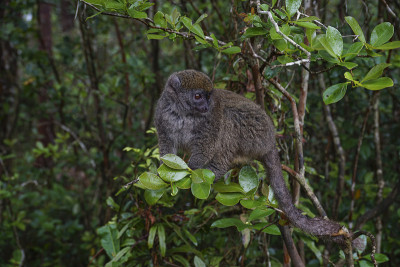 印度洋非洲马达加斯加岛的野生竹狐猴