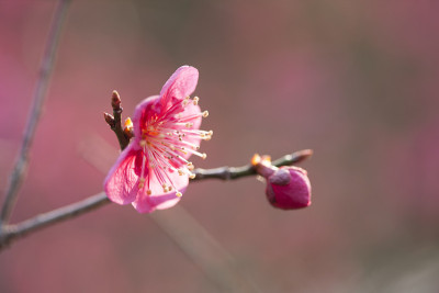 洋李;花