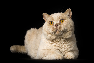 英国的猫