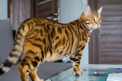 美丽的孟加拉猫在家里的一个房间