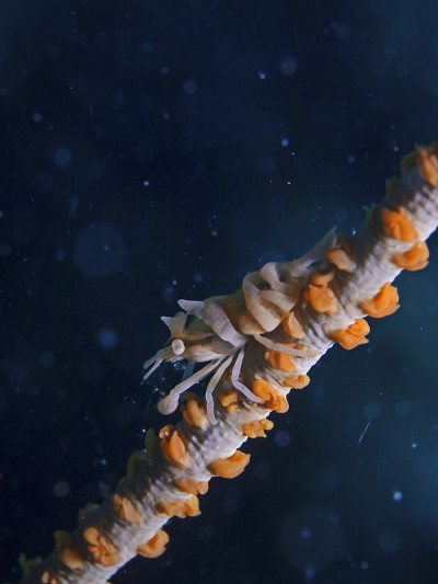 海鞭珊瑚虾(Pontonides ankeri)