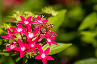 蜜蜂给花授粉并喝花蜜