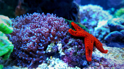 来自优雅的海星在珊瑚礁水族馆缸