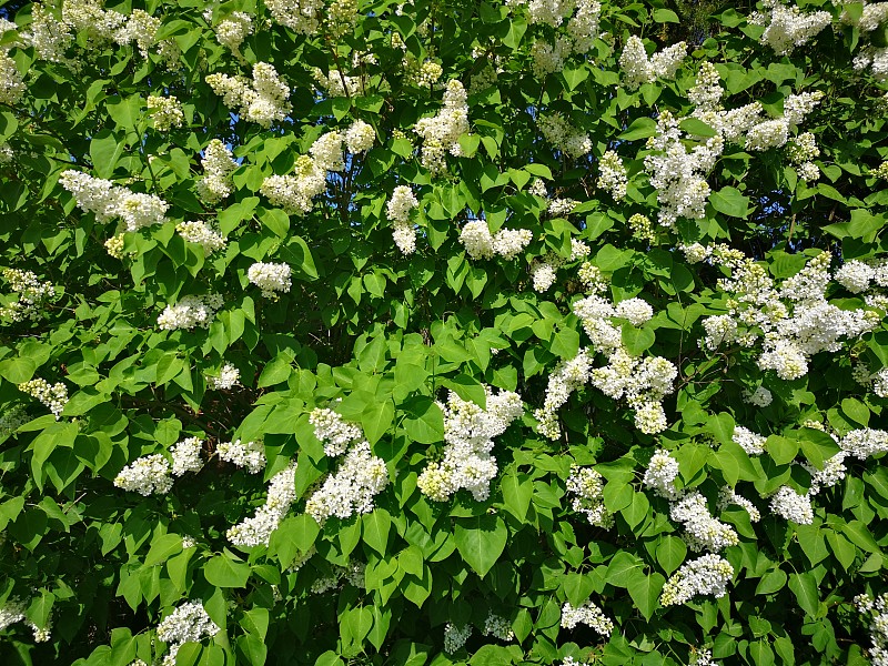 芬兰赫尔辛基有几朵花的白色丁香花丛