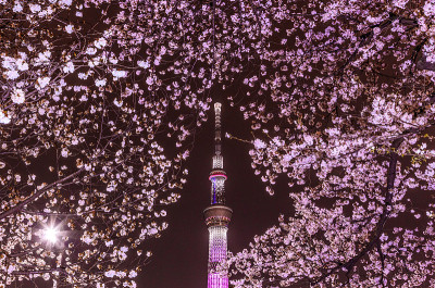 樱花和天空树