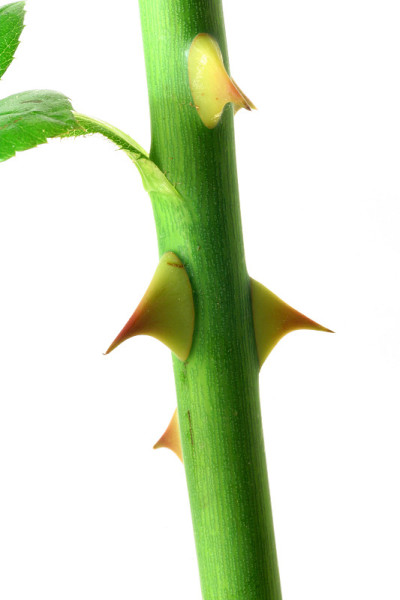 荆棘