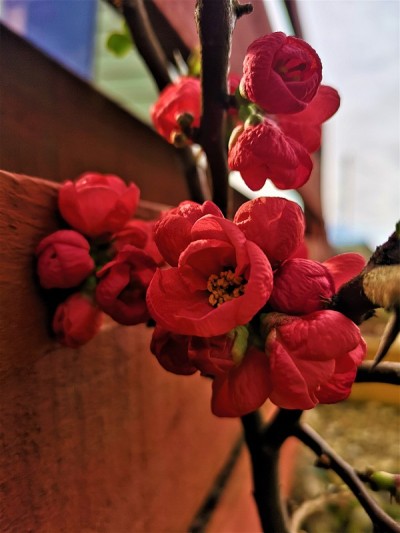 花园花-日本榅桲