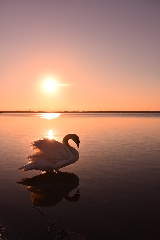 Hokkaido-Utonai-lake-swan-the升起的太阳