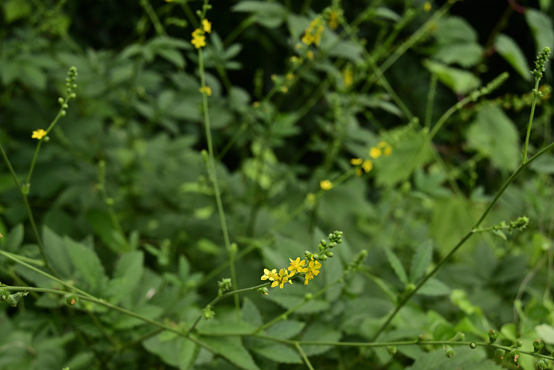 野生植物——东京郊区的多摩河水公园(日本2021- 8月)