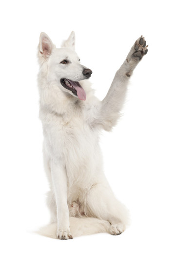 白牧羊犬(1岁)