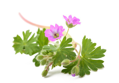 Dovesfoot天竺葵植物