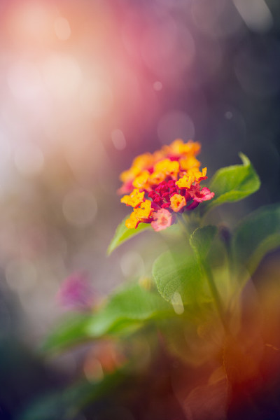 马樱丹属卡马拉花