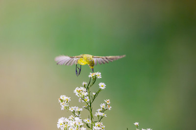 White-eyes8