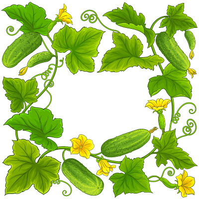 cucumber vector frame