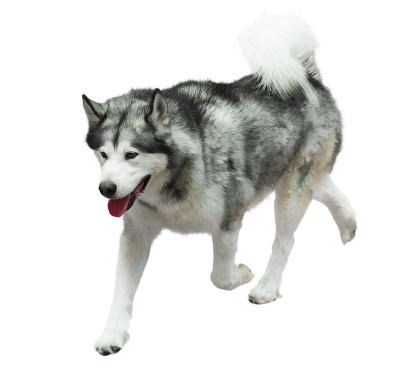 西伯利亚雪橇犬
