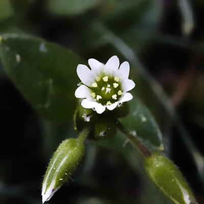 野外宏观花