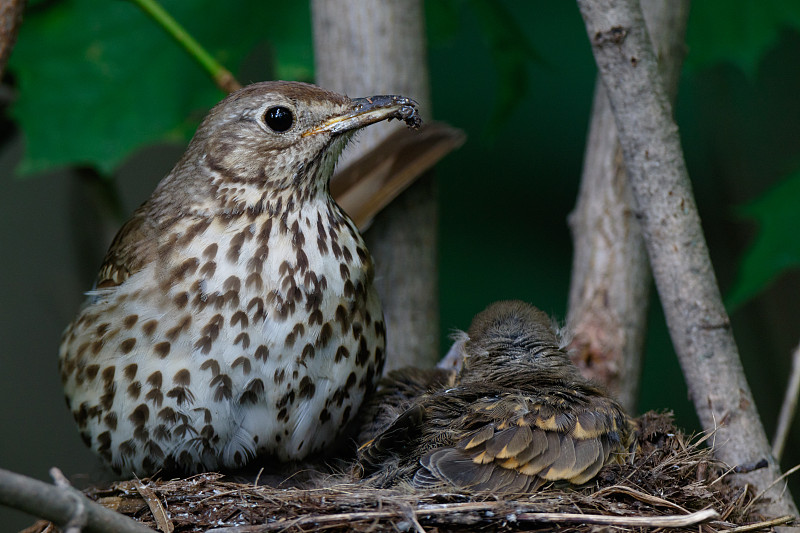 歌曲《Thrush》(Turdus philomelos)。