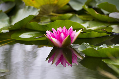 睡莲花