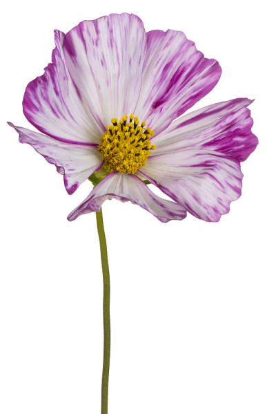 花孤立