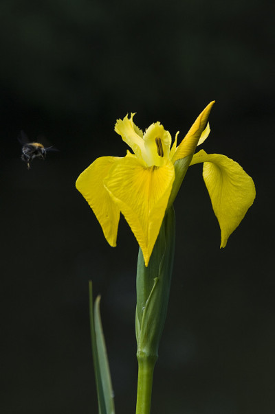 蜜蜂接近黄虹膜