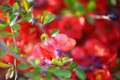 红色的花的背景。背景由红色的花朵创建