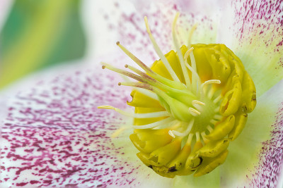 藜芦花