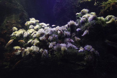 海中的珊瑚
