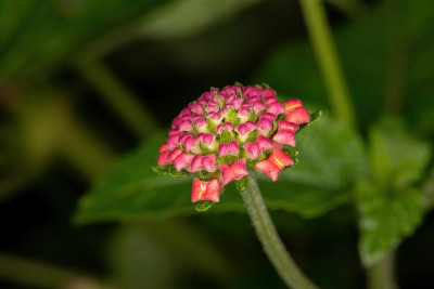马缨丹的花