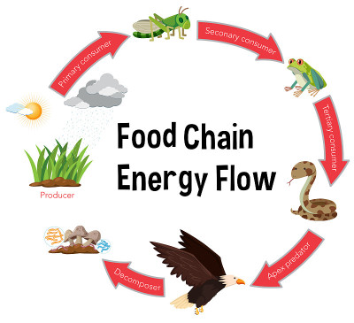食物链能量流图