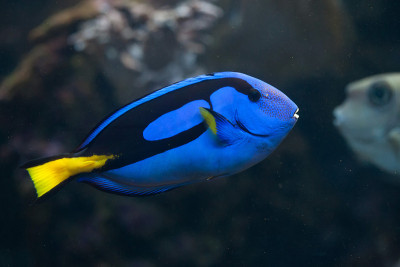 蓝surgeonfish(副肝)。