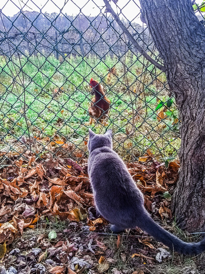 猫在鸡狩猎-如此接近，但迄今为止