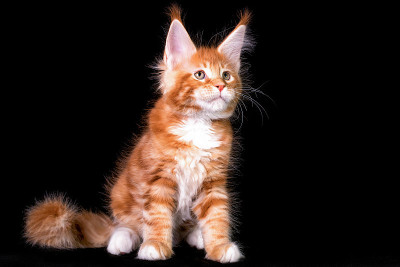 黑色背景上的缅因猫。