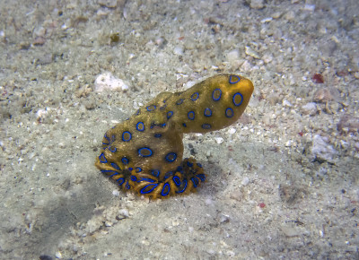 大蓝环章鱼(Hapalochlaena lunulata)