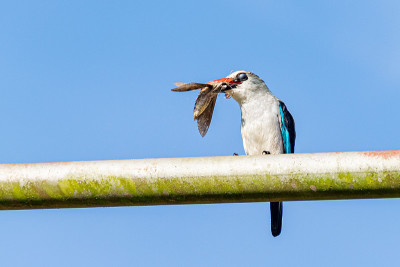 乌干达恩德培的林地翠鸟(Halcyon senegalensis)，眼睛上有一层瞬状膜，栖息在一根金