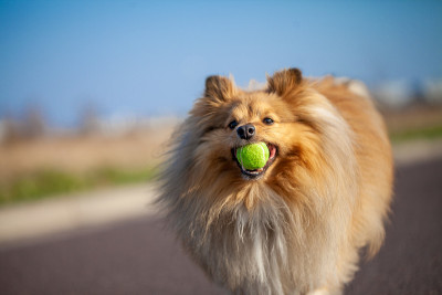 一只设得兰牧羊犬在玩一个小球