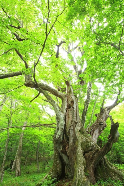 栗树原始森林