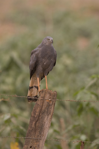 Snail kite, Rostrhamus sociabilis，