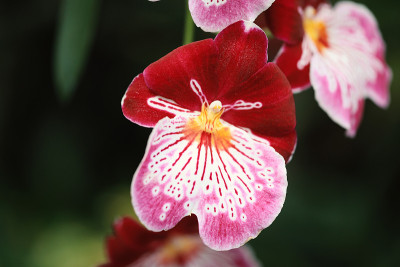 Miltonia orchid