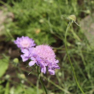 Scabiosa花