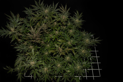 一种大麻花，花在带有黑色背景的白色scrog网中