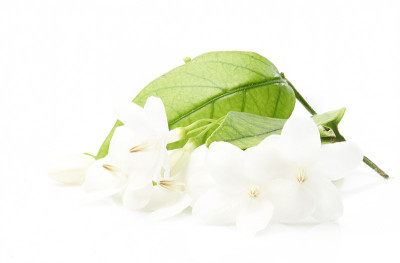 白色背景上的Wrightia religiosa