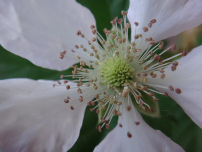 黑莓花