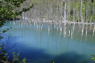 初夏碧池碧水