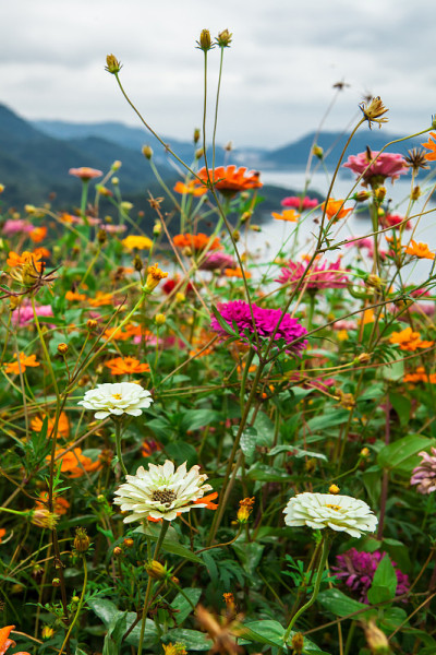 花