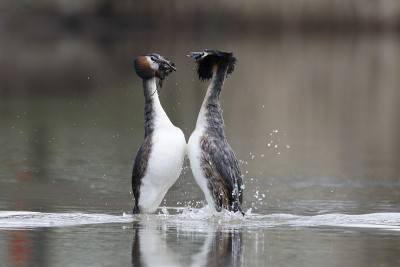 大凤头鸲，Podiceps cristatus