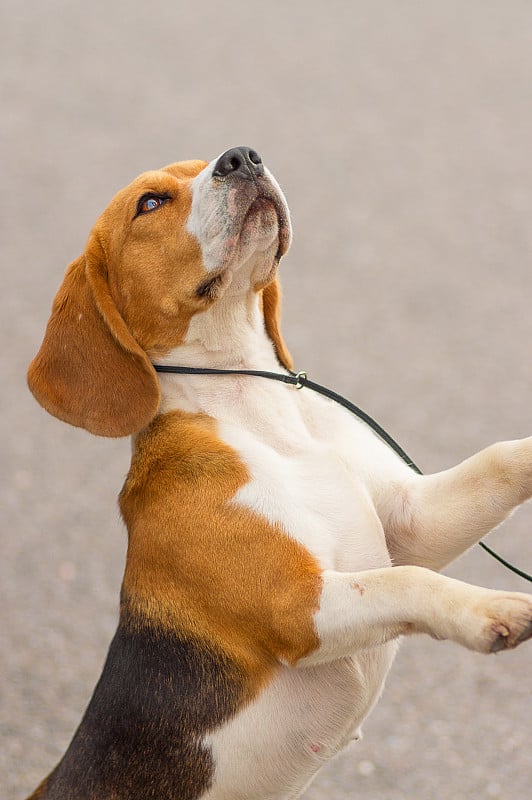 小猎犬狗特写